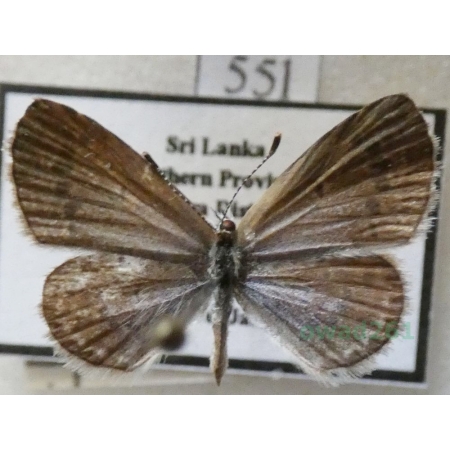Zizina antanossa (Mabille, 1877) Sri Lanka55l